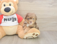 6 week old Poodle Puppy For Sale - Premier Pups