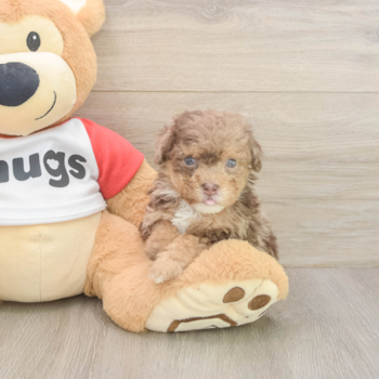 KOBA, a Poodle puppy from Sylmar CA