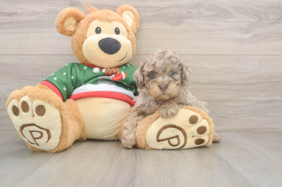 5 week old Poodle Puppy For Sale - Premier Pups
