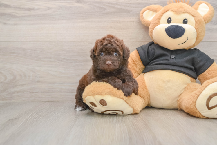 Energetic Pudle Purebred Puppy