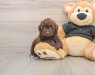 7 week old Poodle Puppy For Sale - Premier Pups