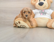 7 week old Poodle Puppy For Sale - Premier Pups