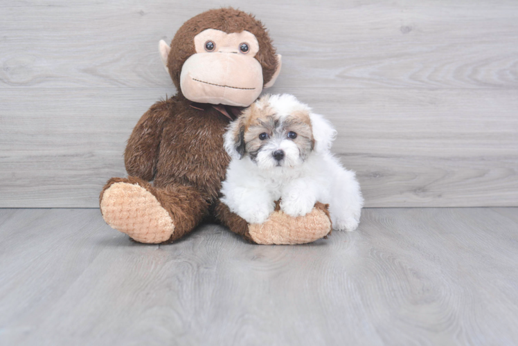 Adorable Shih Poo Poodle Mix Puppy