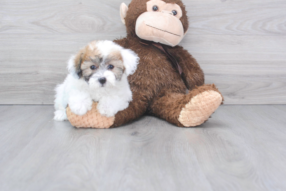 Friendly Shih Poo Baby