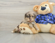 6 week old Poodle Puppy For Sale - Premier Pups