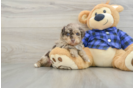 Playful Poodle Baby