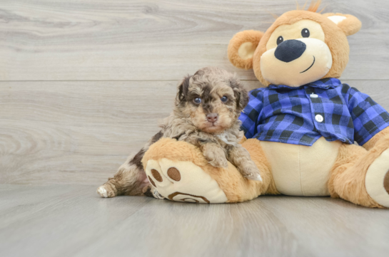Playful Poodle Baby