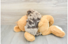 Energetic Toy Poodle Purebred Puppy