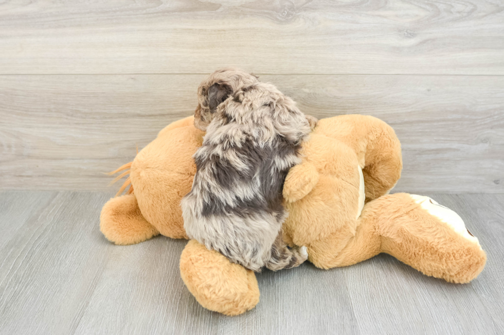 Energetic Toy Poodle Purebred Puppy