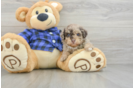 Poodle Puppy for Adoption