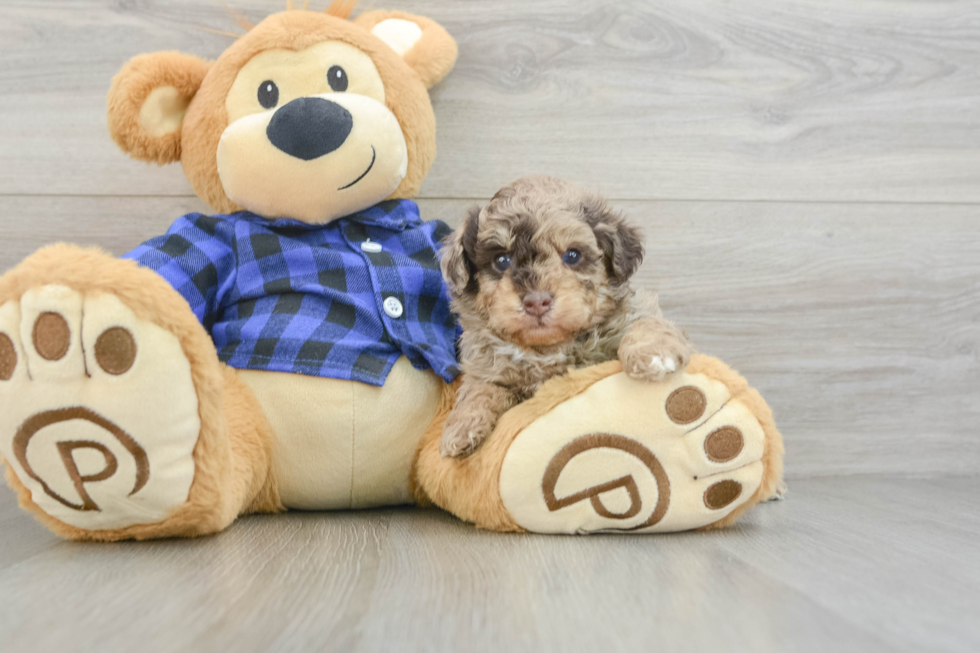 Poodle Puppy for Adoption