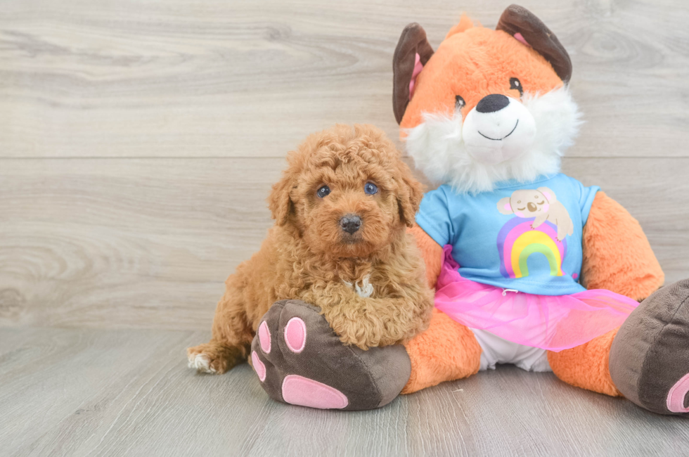 5 week old Poodle Puppy For Sale - Premier Pups