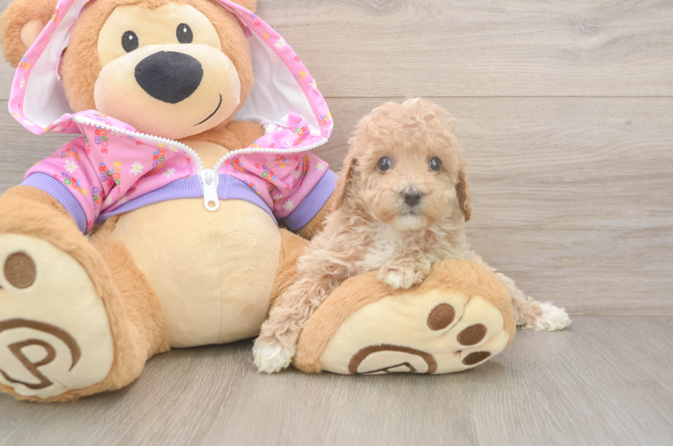 5 week old Poodle Puppy For Sale - Premier Pups