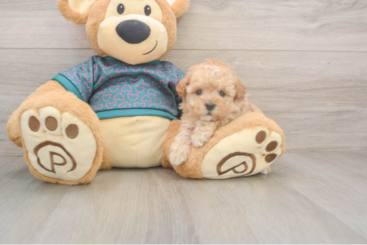 Poodle Puppy for Adoption