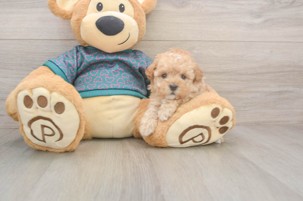 5 week old Poodle Puppy For Sale - Premier Pups