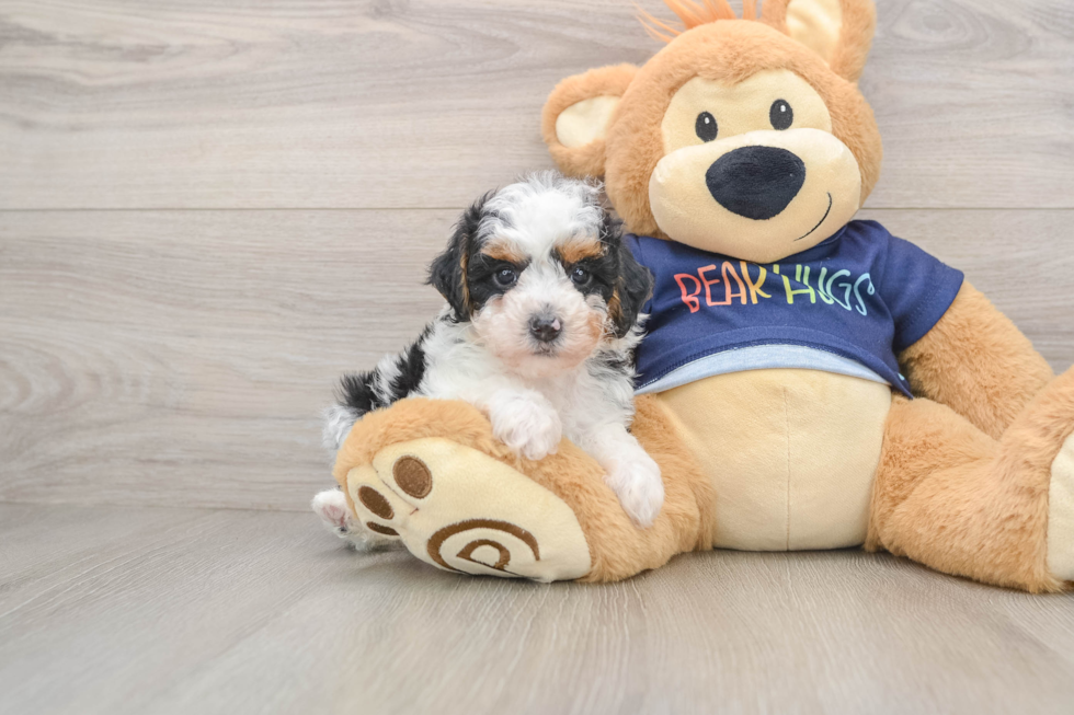 Smart Toy Poodle Purebred Puppy