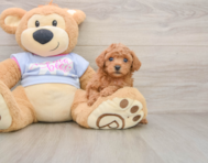 6 week old Poodle Puppy For Sale - Premier Pups