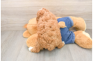 Hypoallergenic Poodle Baby