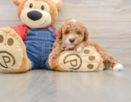 5 week old Poodle Puppy For Sale - Premier Pups