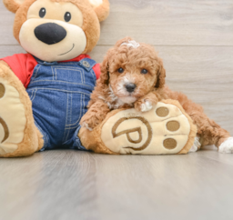 6 week old Poodle Puppy For Sale - Premier Pups