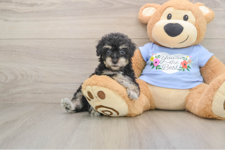 Poodle Pup Being Cute