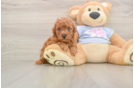 Small Poodle Purebred Pup