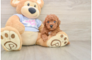 Little Poodle Baby