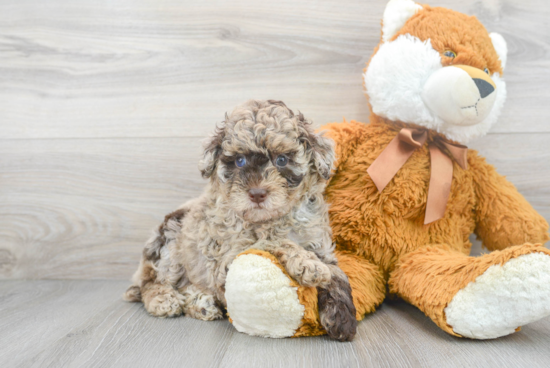 Poodle Puppy for Adoption