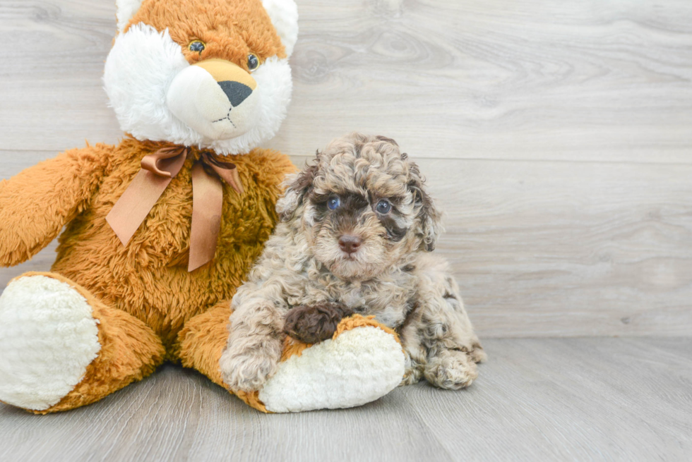 Friendly Poodle Purebred Pup