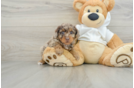 Sweet Toy Poodle Purebred Puppy