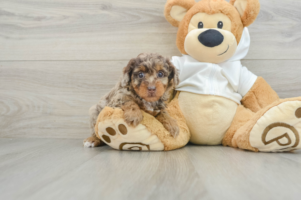 Sweet Toy Poodle Purebred Puppy