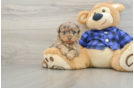 Cute Pudle Purebred Puppy
