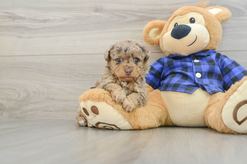 Cute Pudle Purebred Puppy