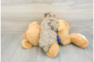 Funny Poodle Purebred Pup
