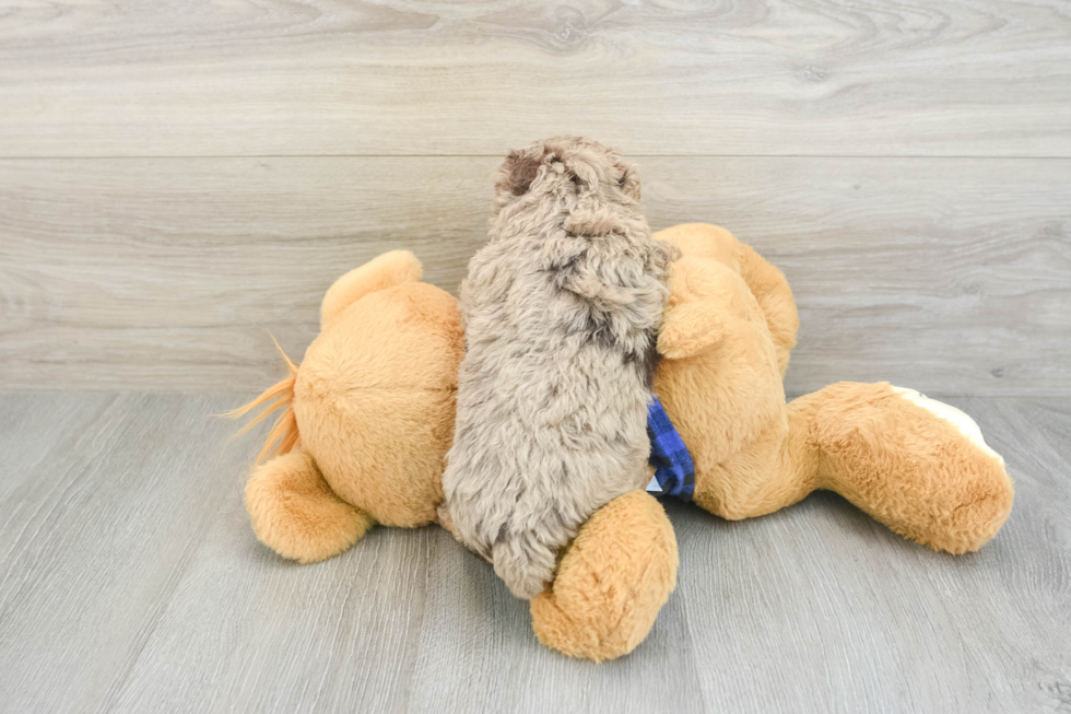 Funny Poodle Purebred Pup