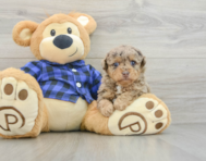 6 week old Poodle Puppy For Sale - Premier Pups