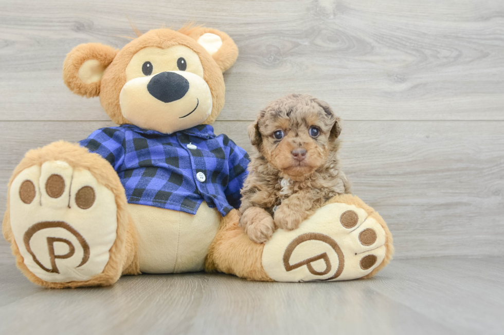 Friendly Poodle Baby