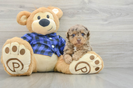 Friendly Poodle Baby