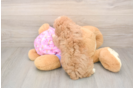 Sweet Toy Poodle Purebred Puppy