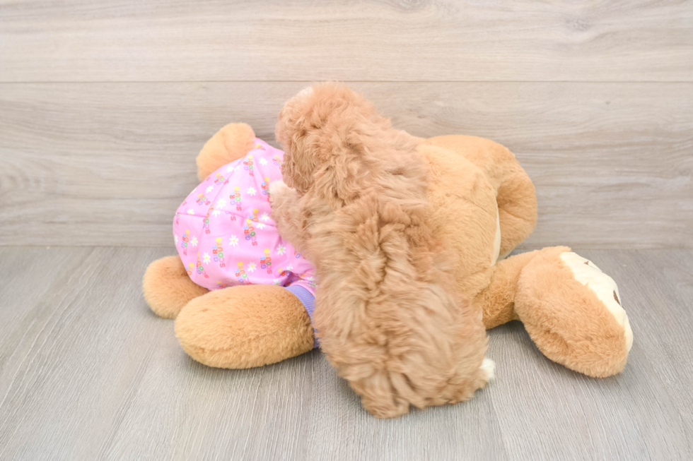 Sweet Toy Poodle Purebred Puppy