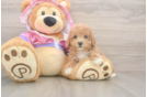 Poodle Puppy for Adoption