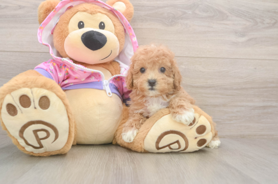 Poodle Puppy for Adoption