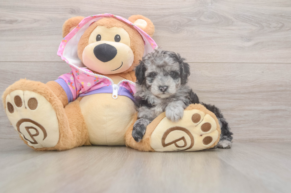 5 week old Poodle Puppy For Sale - Premier Pups
