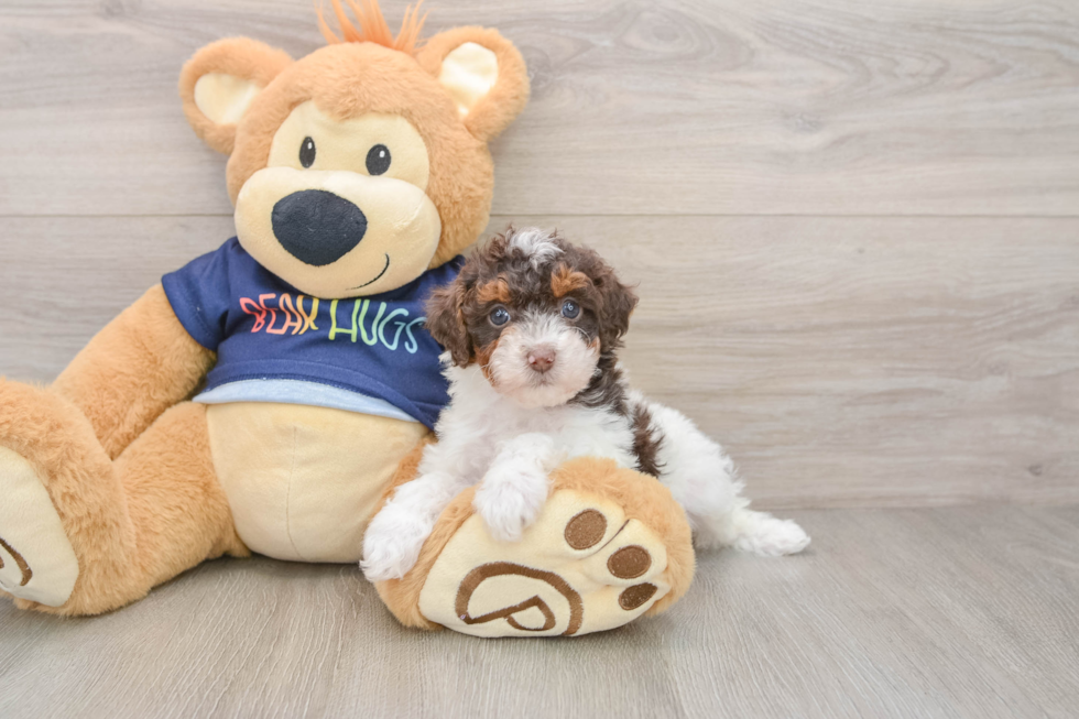 Playful Poodle Purebred Pup