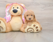5 week old Poodle Puppy For Sale - Premier Pups