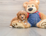 6 week old Poodle Puppy For Sale - Premier Pups