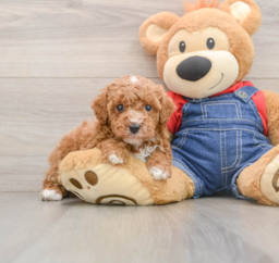 6 week old Poodle Puppy For Sale - Premier Pups