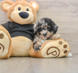 8 week old Poodle Puppy For Sale - Premier Pups