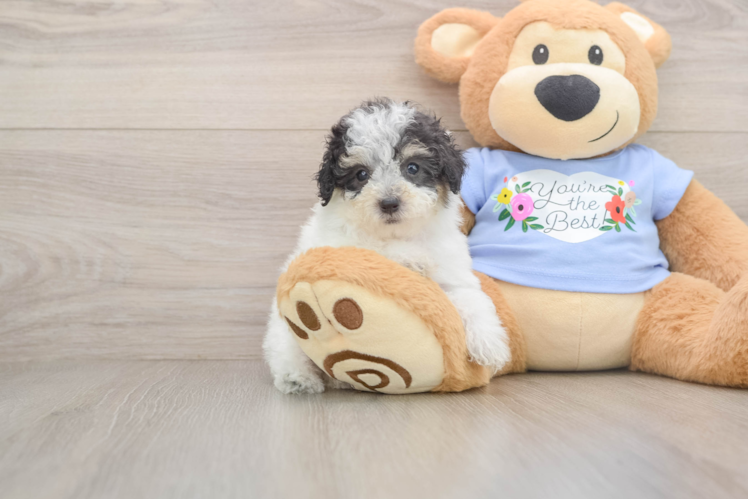Poodle Puppy for Adoption