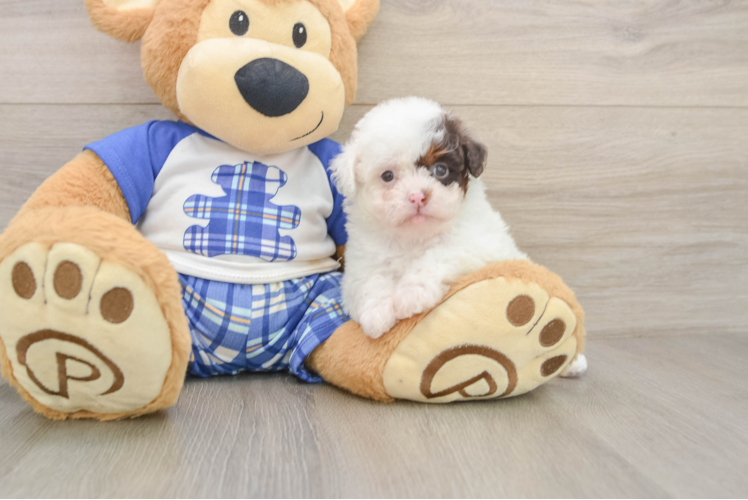 Energetic Pudle Purebred Puppy